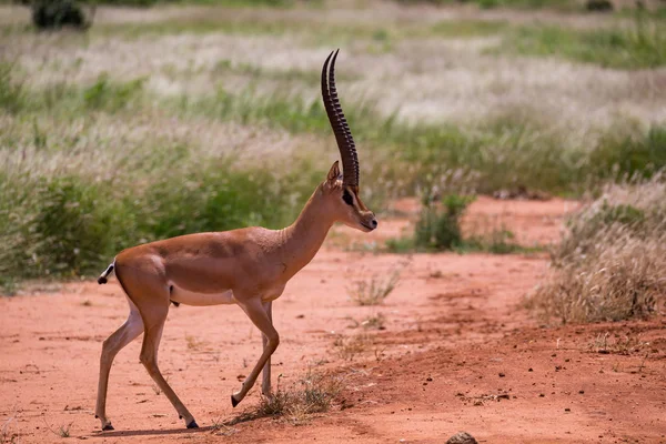 Antylopy w Łąki Savannah w Kenii — Zdjęcie stockowe