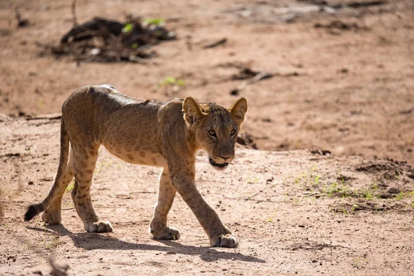 A young lion walk along the way