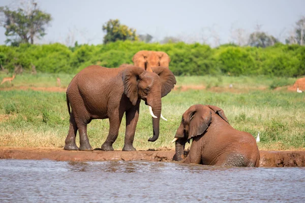 Κόκκινο ελέφαντες σχετικά με το waterhole στη Σαβάνα της Κένυας — Φωτογραφία Αρχείου