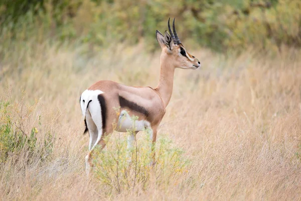 Antilopes indigènes dans la prairie de la savane kenyane — Photo
