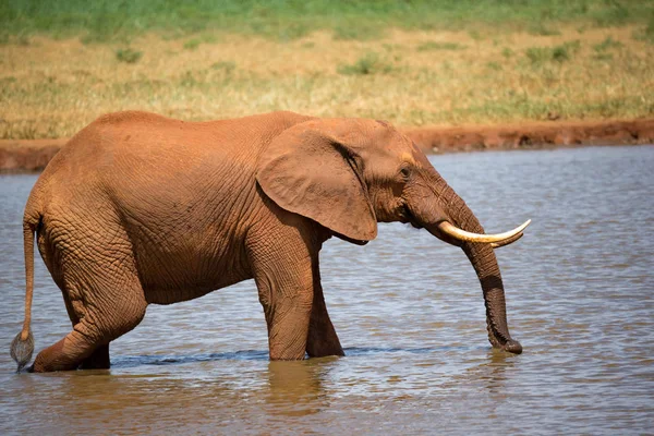 A red elephant drinks water from a water hole