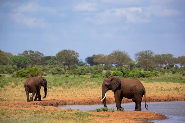 Κόκκινο ελέφαντες σχετικά με το waterhole στη Σαβάνα της Κένυας — Φωτογραφία Αρχείου