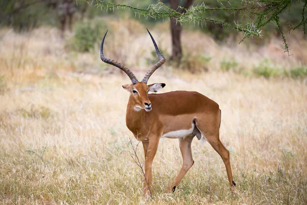 Antilopes indigènes dans la prairie de la savane kenyane — Photo