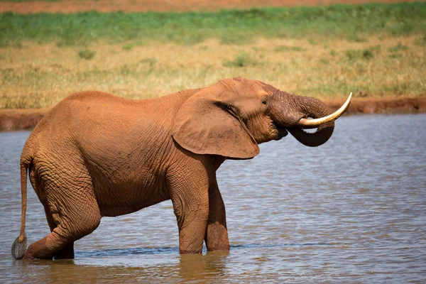 A red elephant drinks water from a water hole