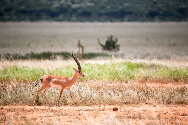 Een antilope in het grasland van de savanne in Kenia — Stockfoto