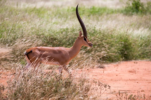 Eine Antilope im Grasland der Savanne in Kenia — Stockfoto