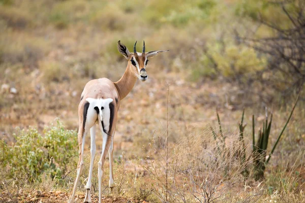Antilopi nativi nelle praterie della savana keniota — Foto Stock
