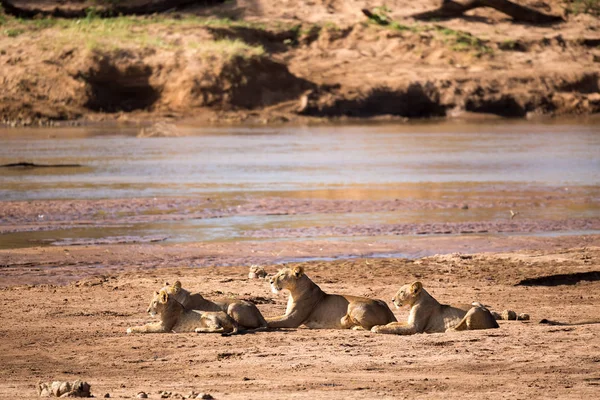 Los leones descansan en la orilla de un río — Foto de Stock
