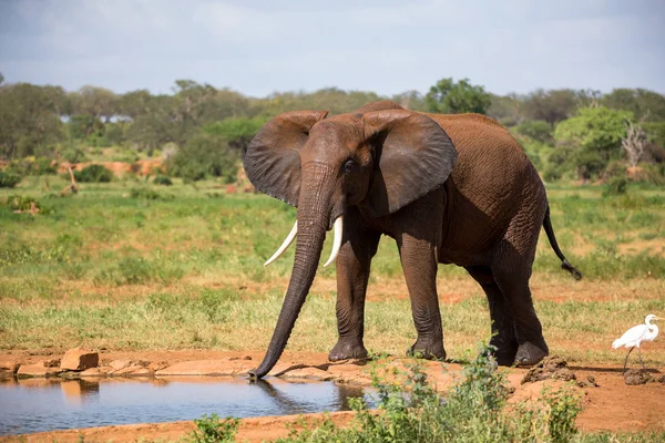 Egy piros elefánt iszik víz-víz-lyuk — Stock Fotó