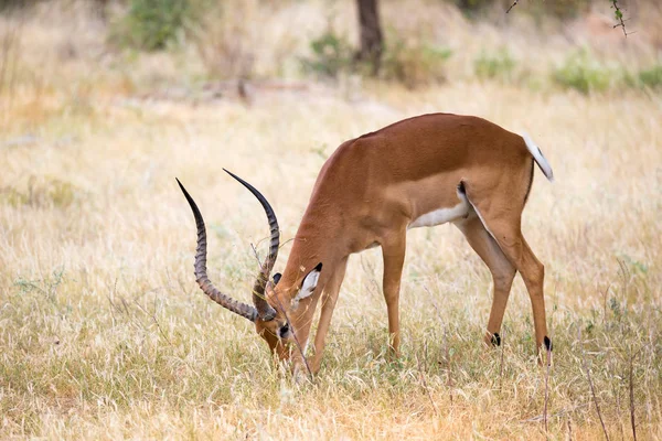 Einheimische Antilopen im Grasland der kenianischen Savanne — Stockfoto