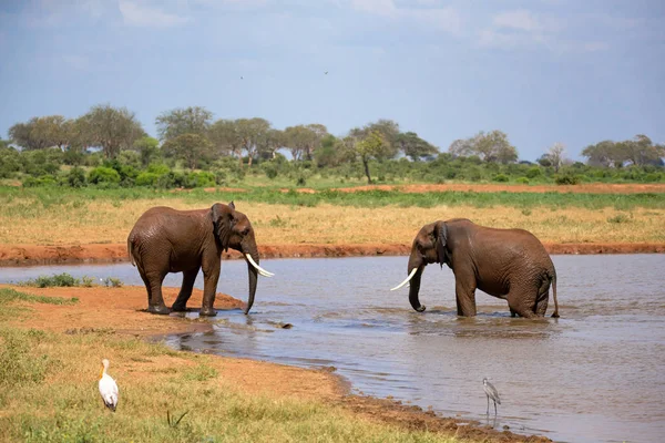 Czerwone słonie na waterhole w sawannach Kenii — Zdjęcie stockowe