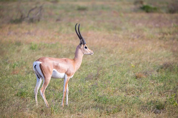 Antilopes indigènes dans la prairie de la savane kenyane — Photo