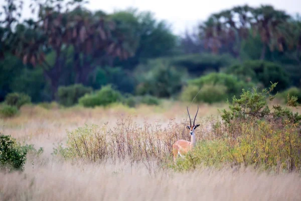 Antílopes nativos nas gaiolas da savana queniana — Fotografia de Stock