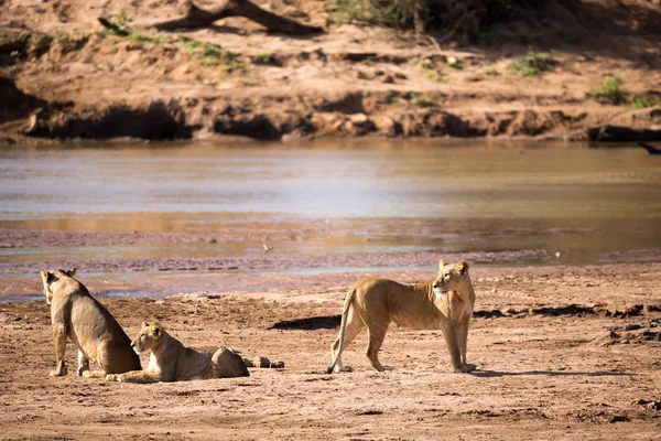 Leeuwen wandeling langs de oever van een rivier — Stockfoto