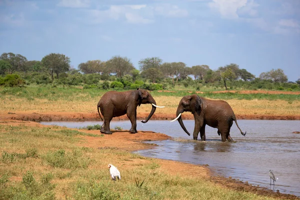 Czerwone słonie na waterhole w sawannach Kenii — Zdjęcie stockowe