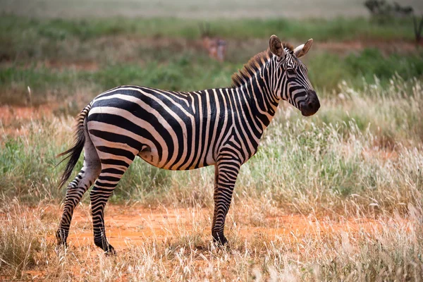 Zebre nel paesaggio erboso della savana del Kenya — Foto Stock
