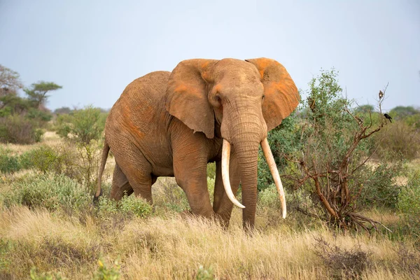 象が歩く間、ブッシュ — ストック写真