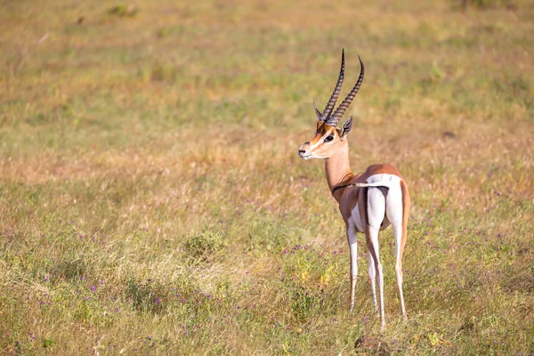 Antílopes nativos nas gaiolas da savana queniana — Fotografia de Stock