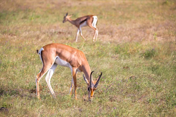 Kenya savannah grasland yerli antilop — Stok fotoğraf