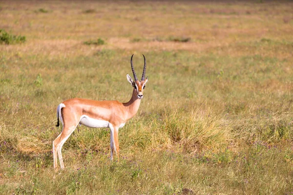 Antilopes indigènes dans la prairie de la savane kenyane — Photo