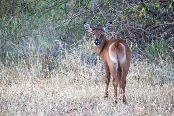 Antílopes nativos en las praderas de la sabana keniata —  Fotos de Stock