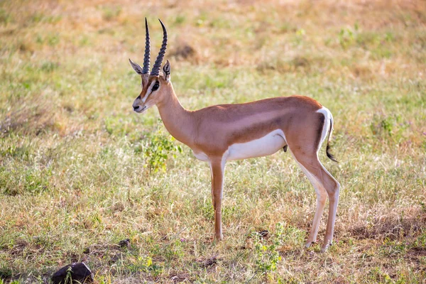Native antelopes in the grasland of the Kenyan savannah — Stock Photo, Image