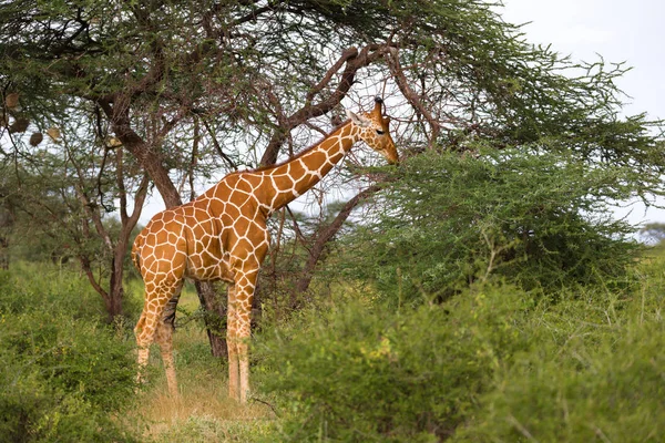 Een giraffa eet de bladeren van de acacia boom — Stockfoto