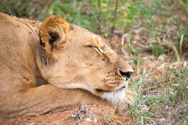 A leoa está dormindo na grama da savana — Fotografia de Stock