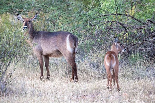 Antilopi nativi nelle praterie della savana keniota — Foto Stock