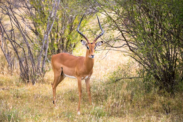 Un antílope en los pastizales de la sabana en Kenia —  Fotos de Stock