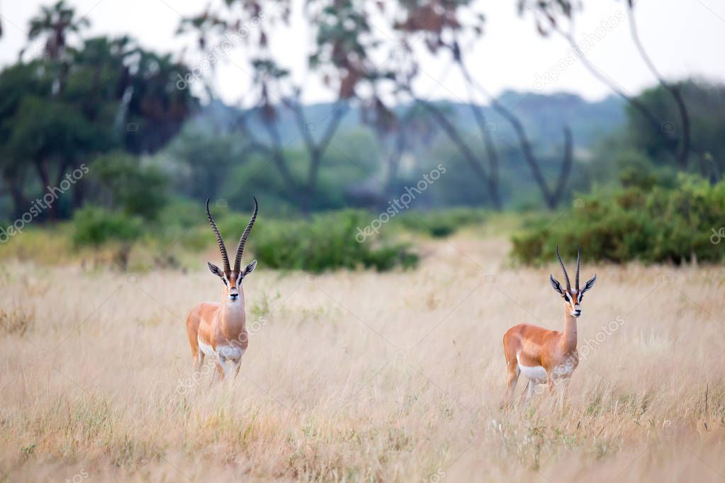 Native antelopes in the grasland of the Kenyan savannah