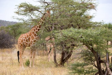 Zürafalar Kenya Savannah akasya ağaçları arasında