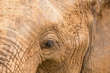 Büyük bir fil çehresini Close-Up