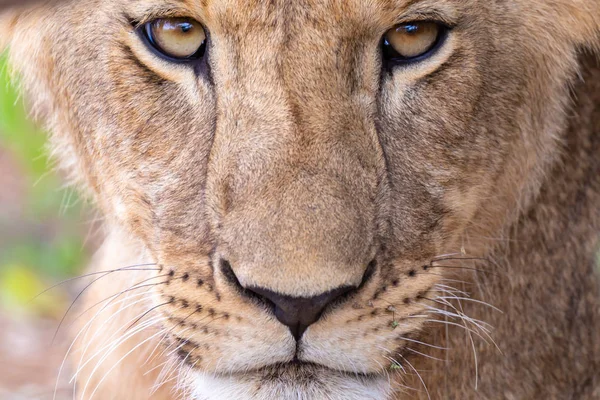 クローズ アップで雌ライオンの顔 — ストック写真
