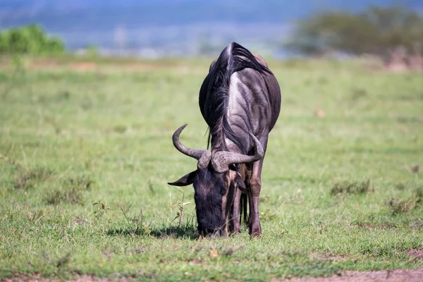 케냐의 잔디 풍경에서 일부 영양 — 스톡 사진