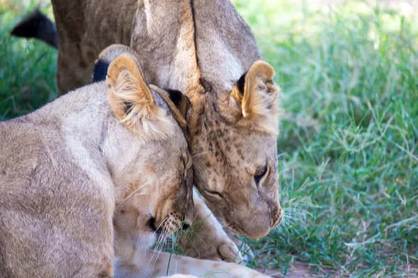 Lions rest in the grass of the savanna — Stock Photo, Image