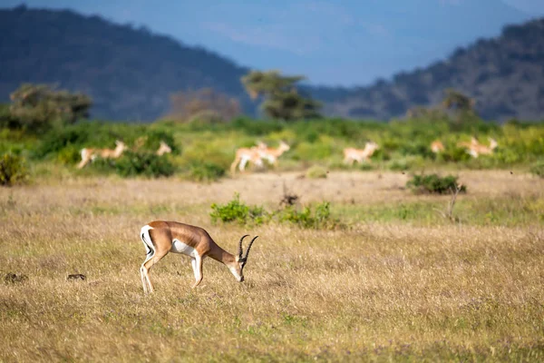 Alguns antílopes na paisagem grama do Quênia — Fotografia de Stock