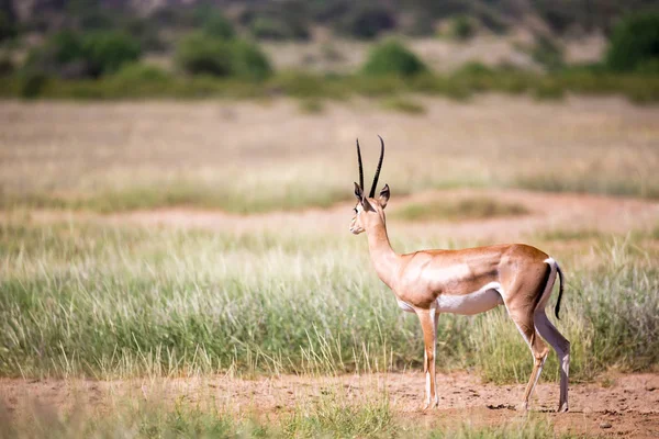Антилопы в травяном ландшафте Кении — стоковое фото
