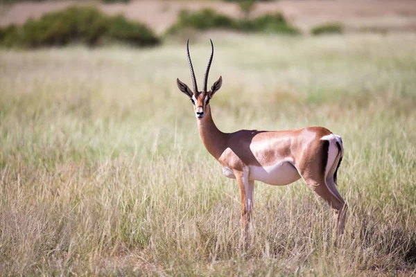 Alcune antilopi nel paesaggio erboso del Kenya — Foto Stock