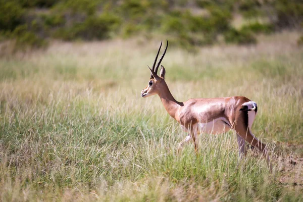 Alcune antilopi nel paesaggio erboso del Kenya — Foto Stock