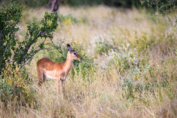 Algunos antílopes en el paisaje de hierba de Kenia — Foto de Stock