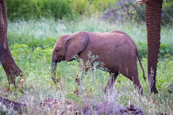 Olifanten lopen onder de bomen en struiken — Stockfoto