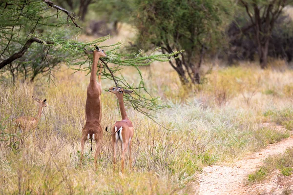 Některé antilopy v krajině trávy z Keni — Stock fotografie