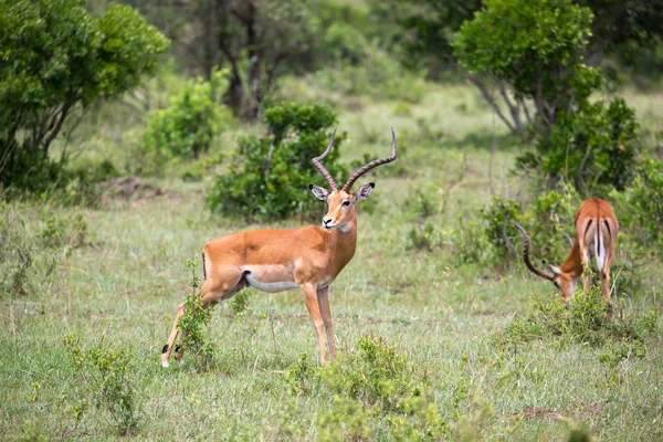 Alguns antílopes na paisagem grama do Quênia — Fotografia de Stock