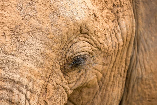 Primer plano de la cara de un elefante grande — Foto de Stock