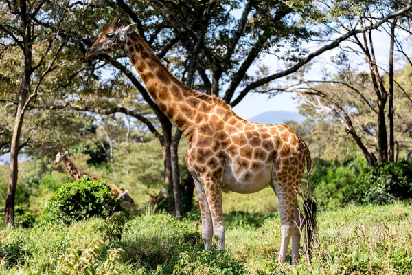 Girafas entre as árvores de acácia na savana do Quênia — Fotografia de Stock