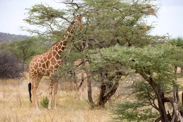 Zürafalar Kenya Savannah akasya ağaçları arasında — Stok fotoğraf