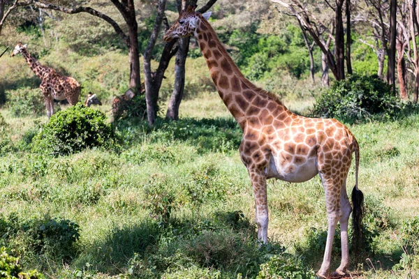 Giraffes between the acacia trees in the savannah of Kenya — Stock Photo, Image