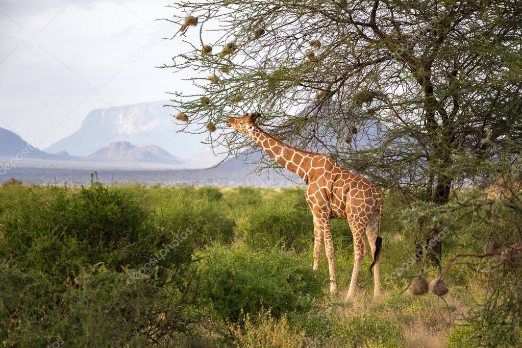 Giraffes between the acacia trees in the savannah of Kenya