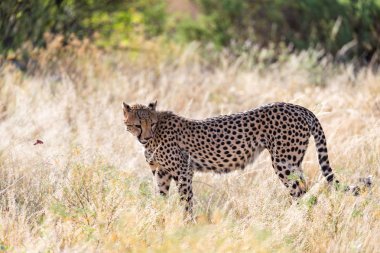 Bir çita çalıların arasında çim peyzaj